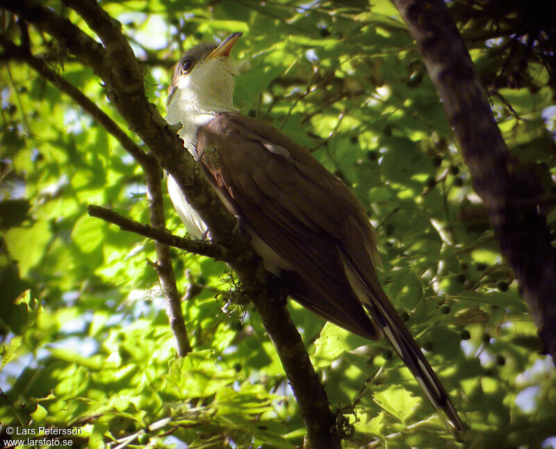 Yellow-billed Cuckoo