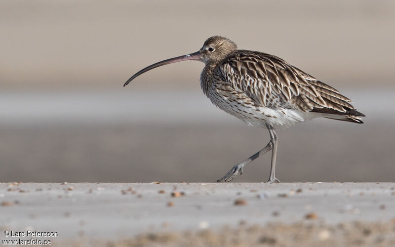 Eurasian Curlew