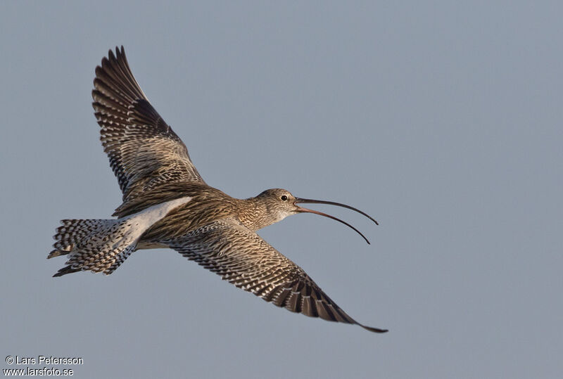 Eurasian Curlew