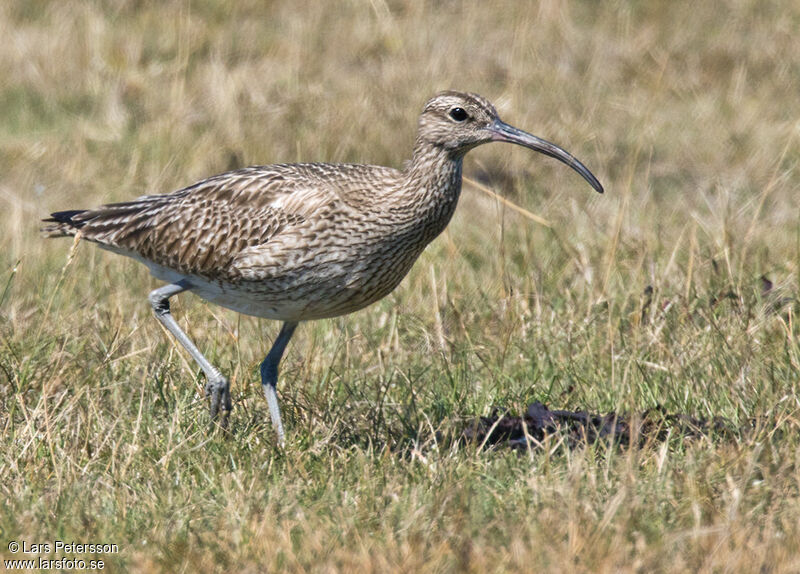 Eurasian Whimbrel