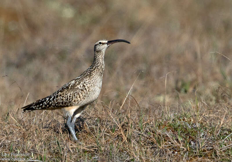 Courlis d'Alaskaadulte, identification