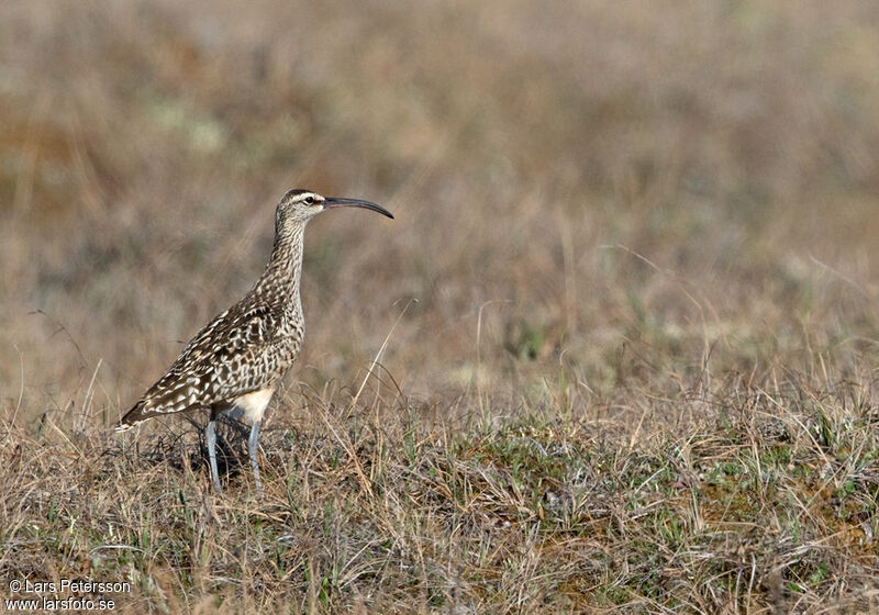 Bristle-thighed Curlew