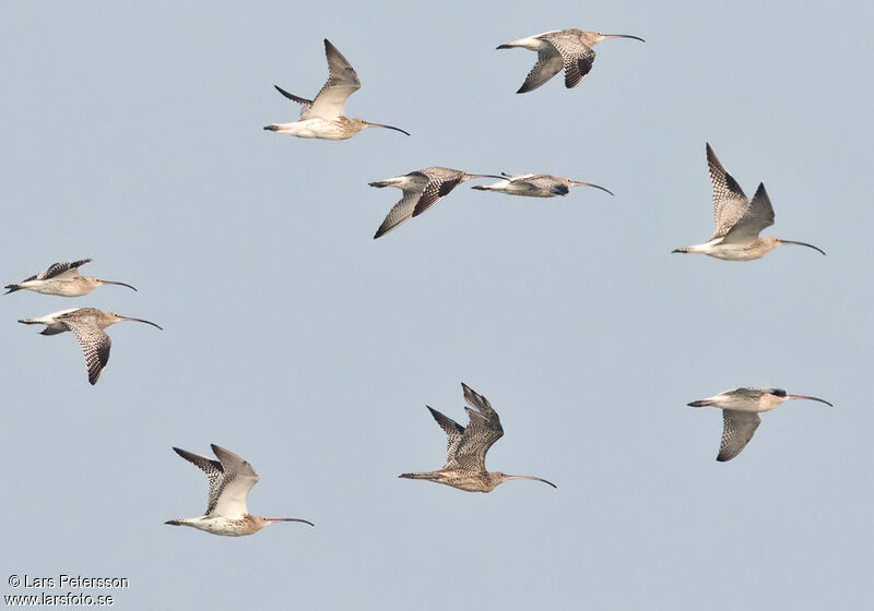 Far Eastern Curlew