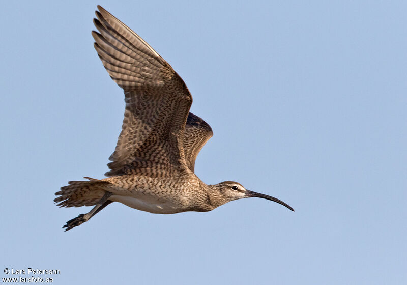 Hudsonian Whimbrel