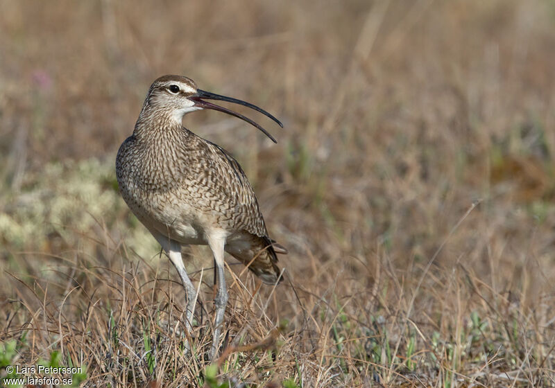 Hudsonian Whimbrel