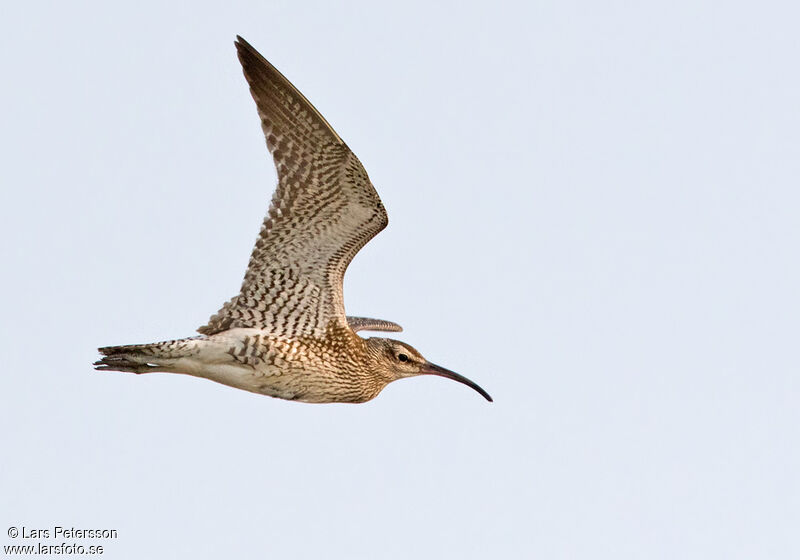 Hudsonian Whimbrel