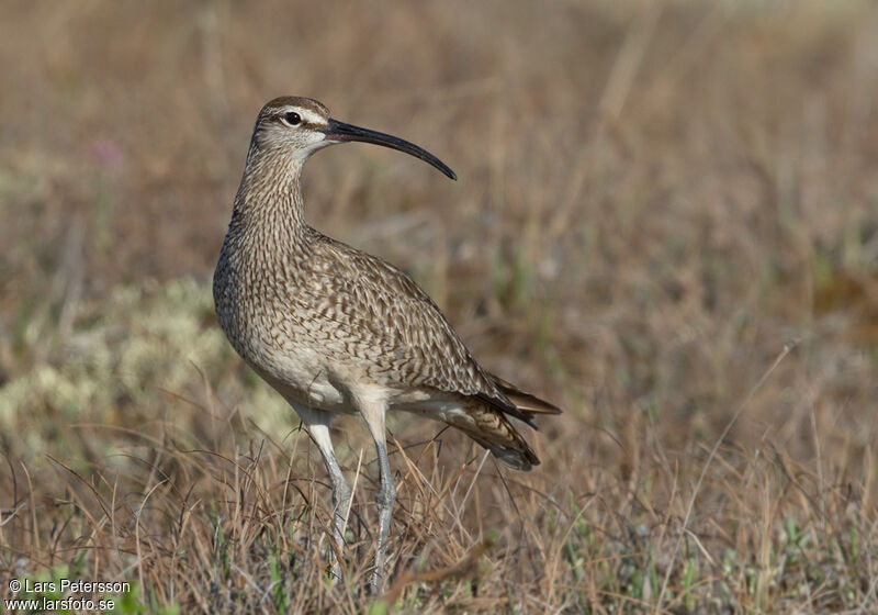 Hudsonian Whimbrel