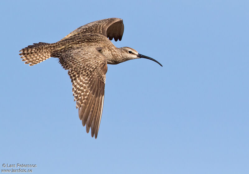 Hudsonian Whimbrel