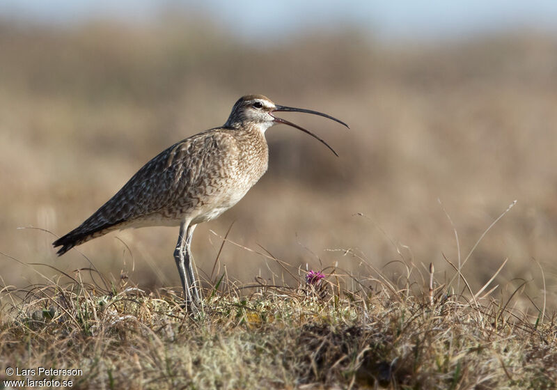 Hudsonian Whimbrel