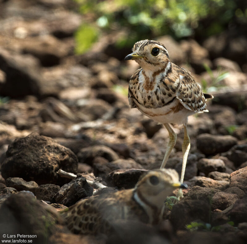 Three-banded Courser