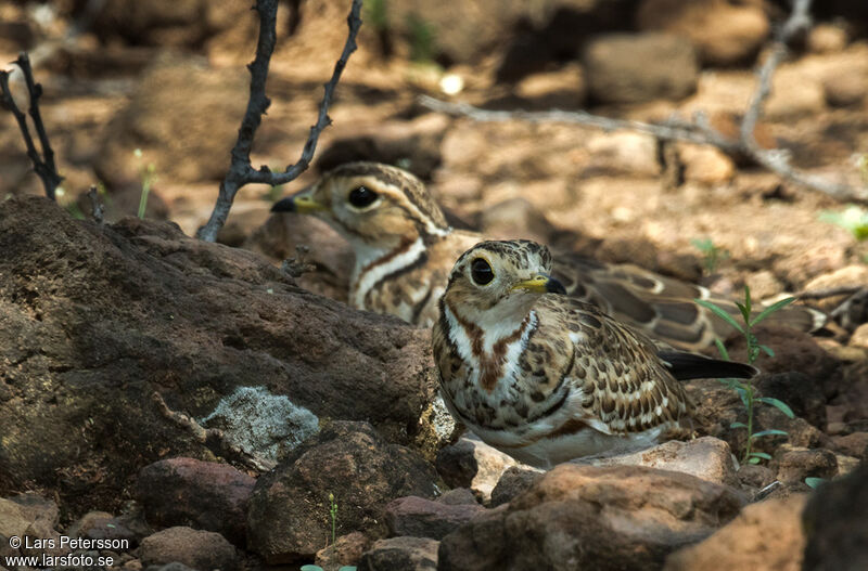 Three-banded Courser