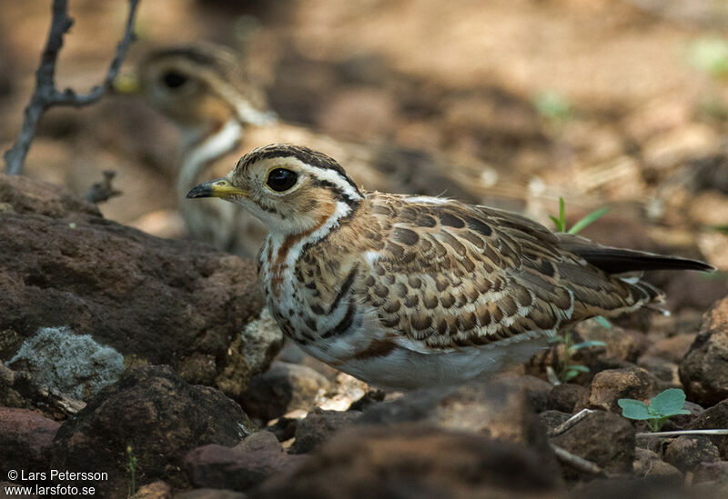 Three-banded Courser