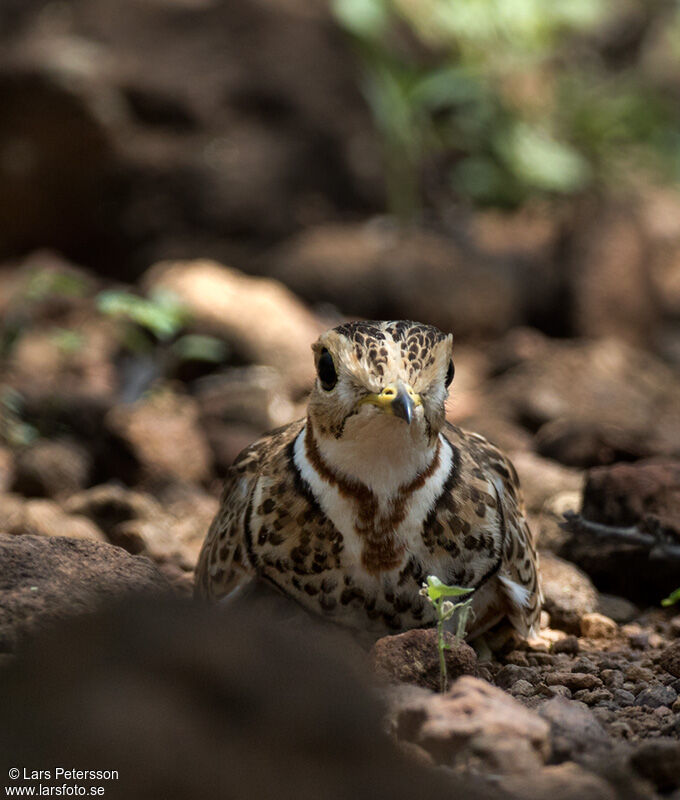 Three-banded Courser