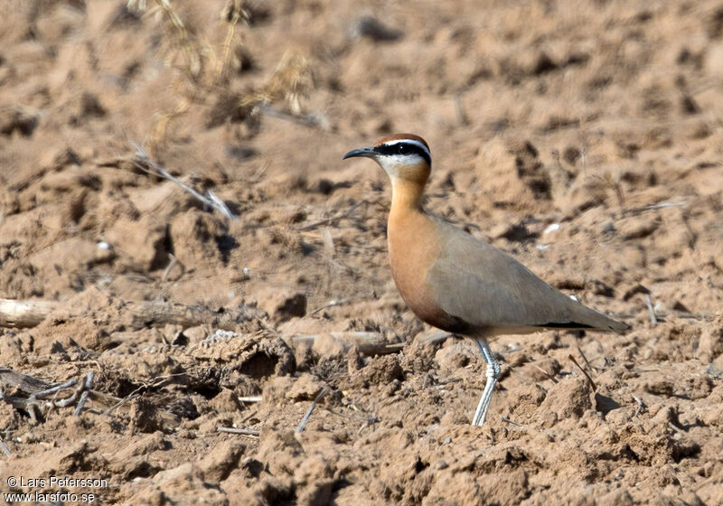 Indian Courser