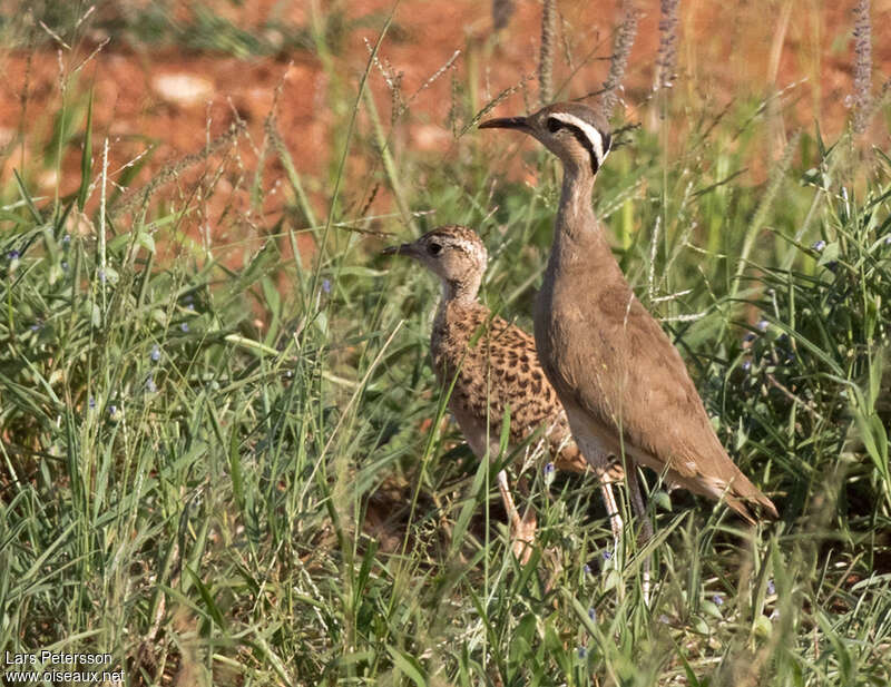 Somali Courser, habitat, pigmentation, Reproduction-nesting