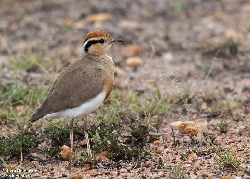 Temminck's Courser