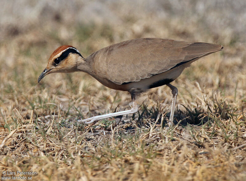 Temminck's Courser