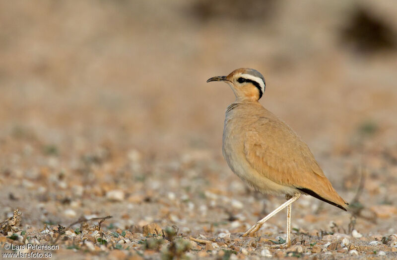 Cream-colored Courser