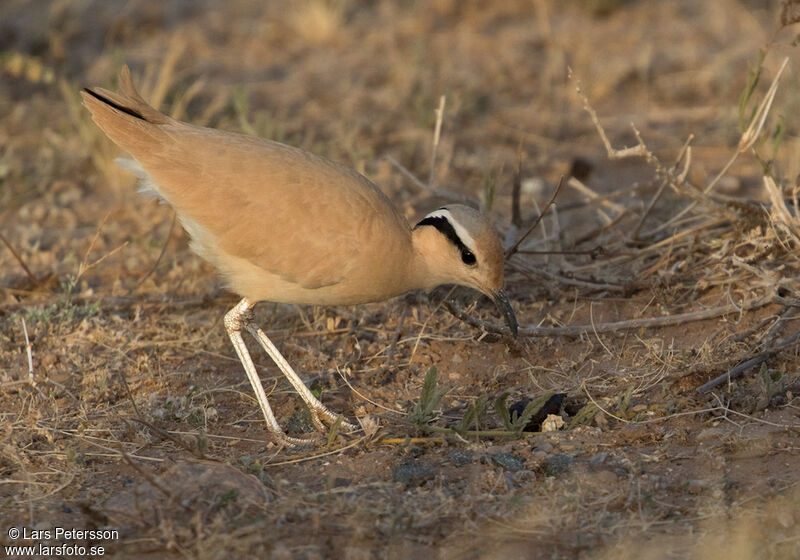 Cream-colored Courser