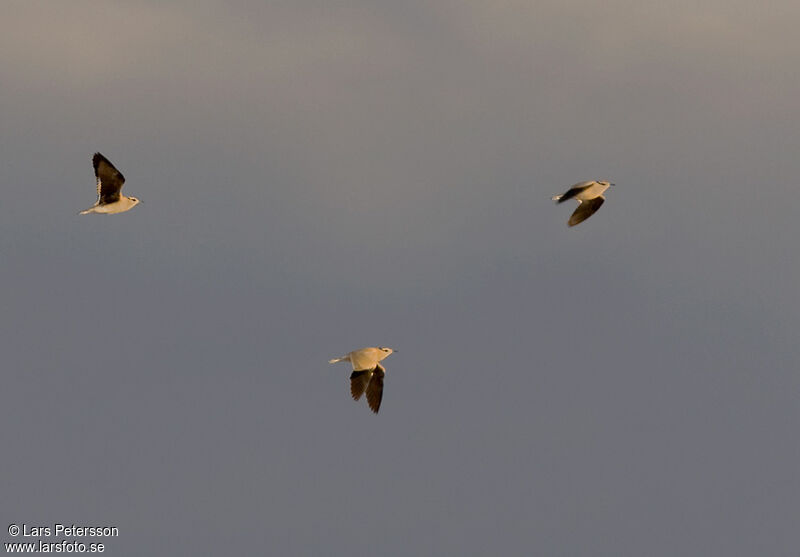 Cream-colored Courser