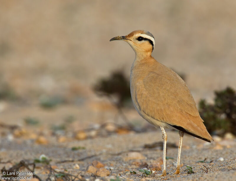 Cream-colored Courser