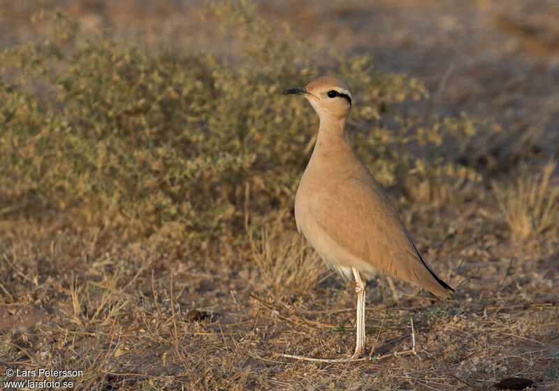 Cream-colored Courser