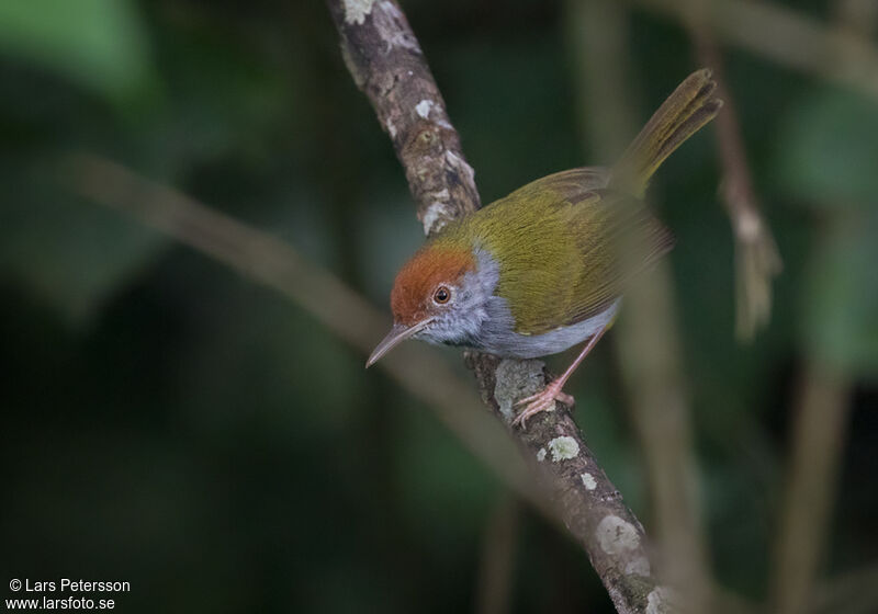 Dark-necked Tailorbird