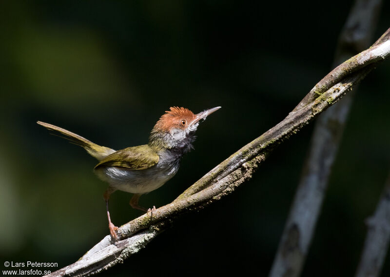 Dark-necked Tailorbird