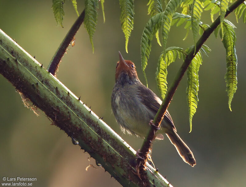 Olive-backed Tailorbird