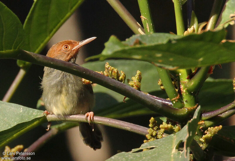 Olive-backed Tailorbird