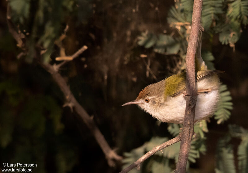 Common Tailorbird