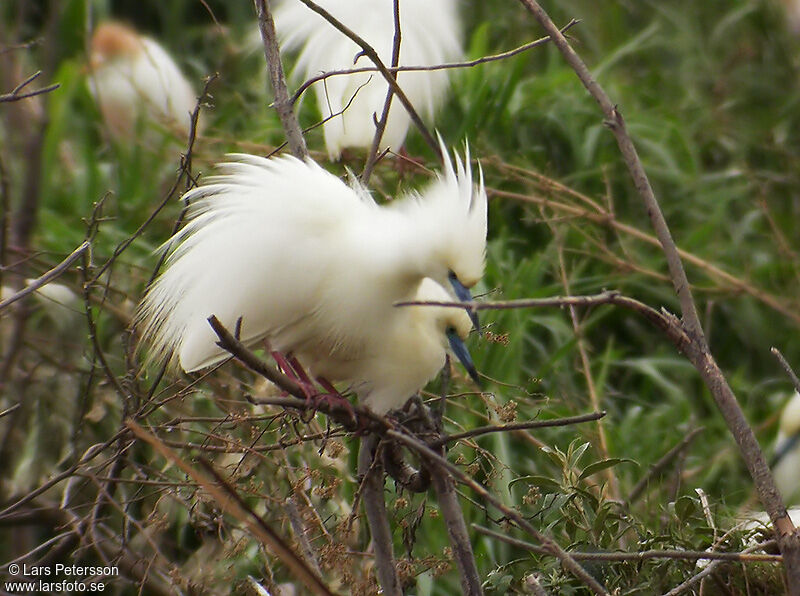 Crabier blanc