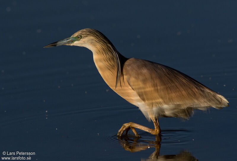 Squacco Heron