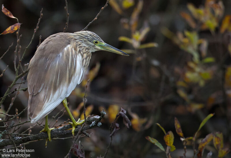 Squacco Heron