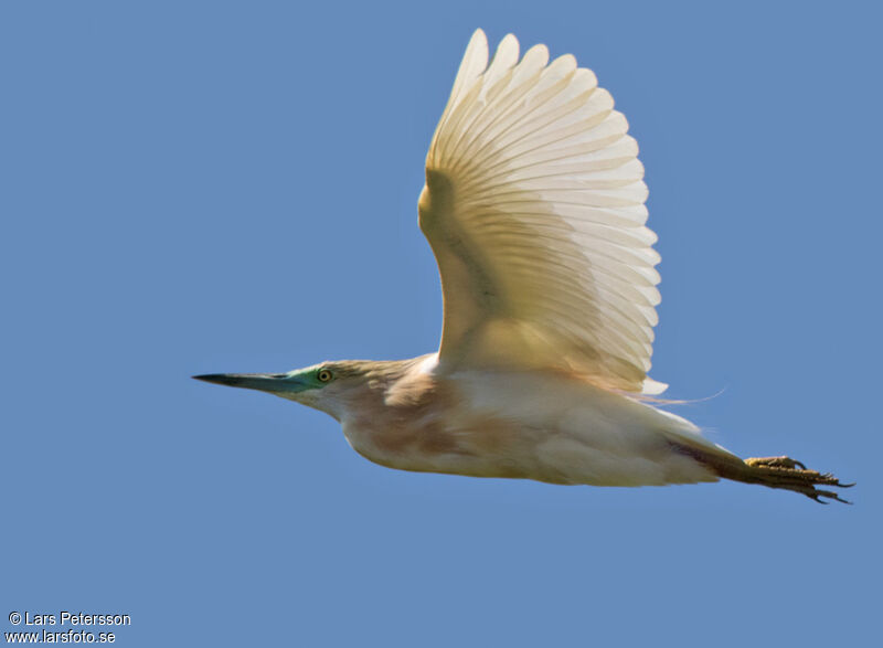 Squacco Heron