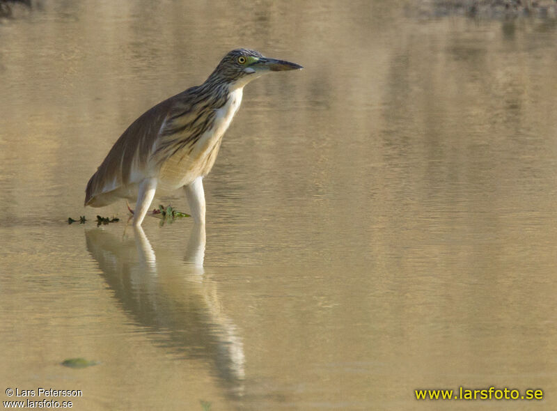 Squacco Heron