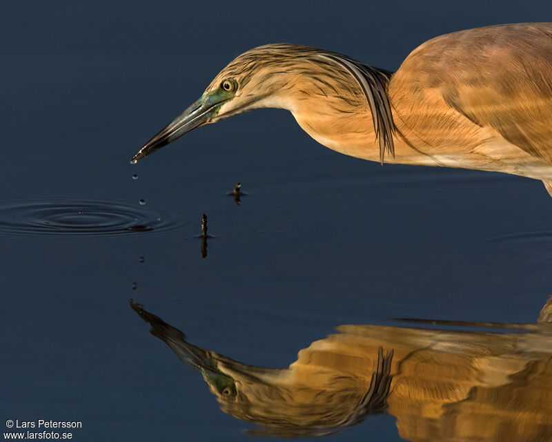 Squacco Heron