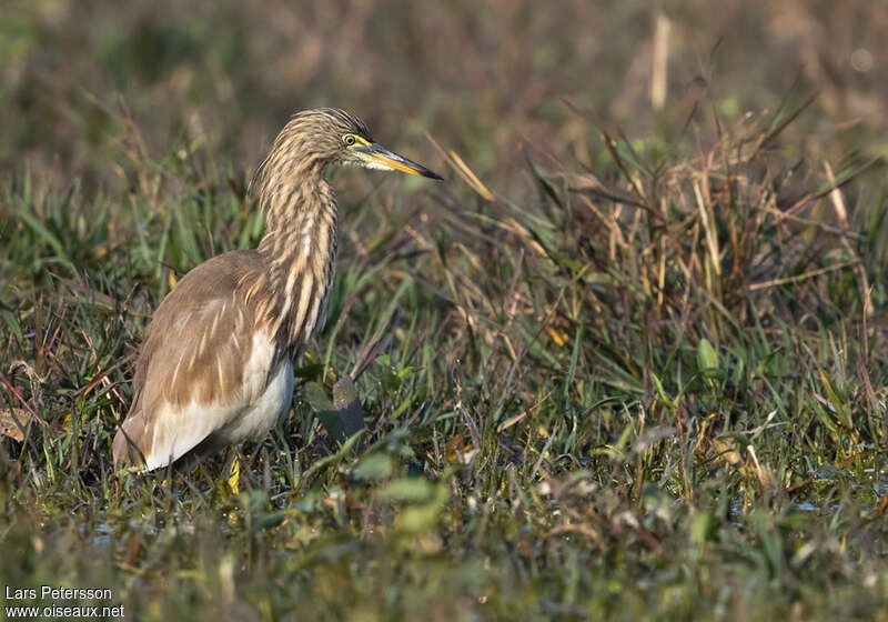 Crabier de Gray1ère année, identification