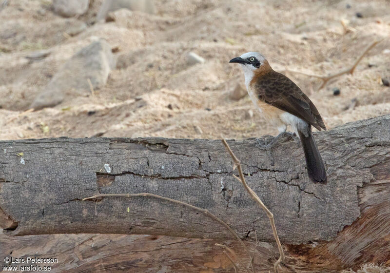 Bare-cheeked Babbler