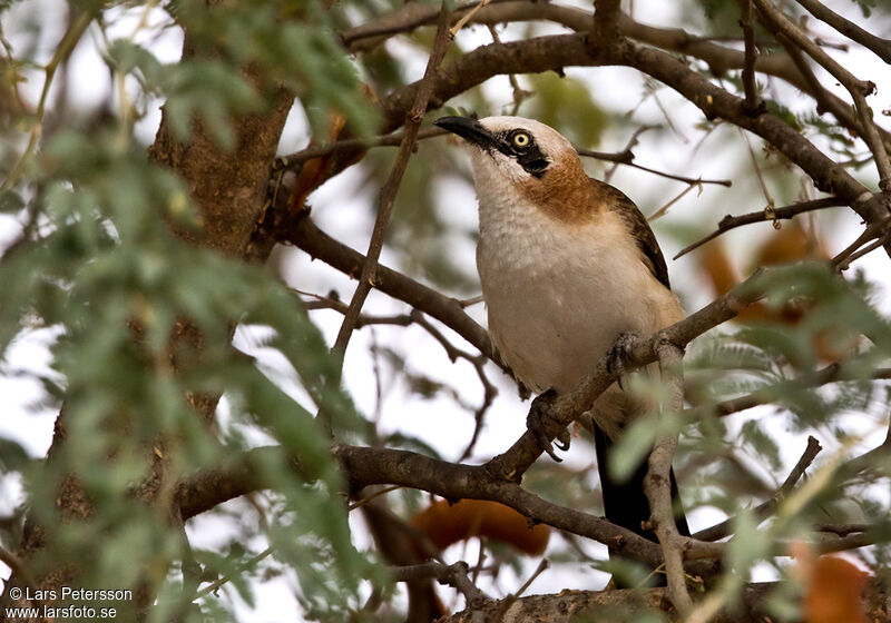 Bare-cheeked Babbler