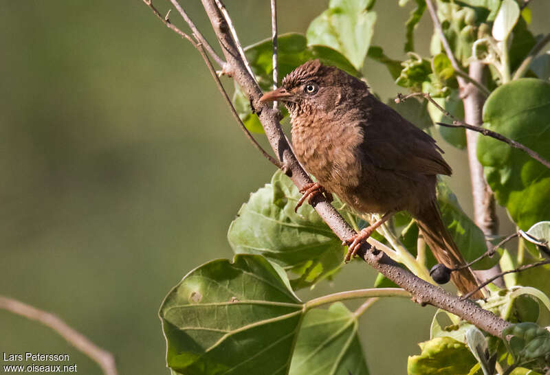 Cratérope d'Aylmerimmature, identification