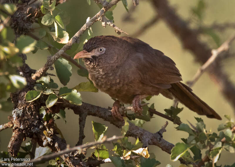 Cratérope d'Aylmeradulte, portrait