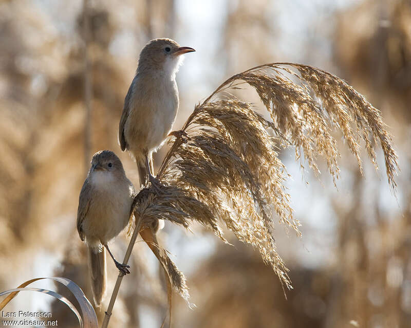 Iraq Babbleradult, habitat, pigmentation