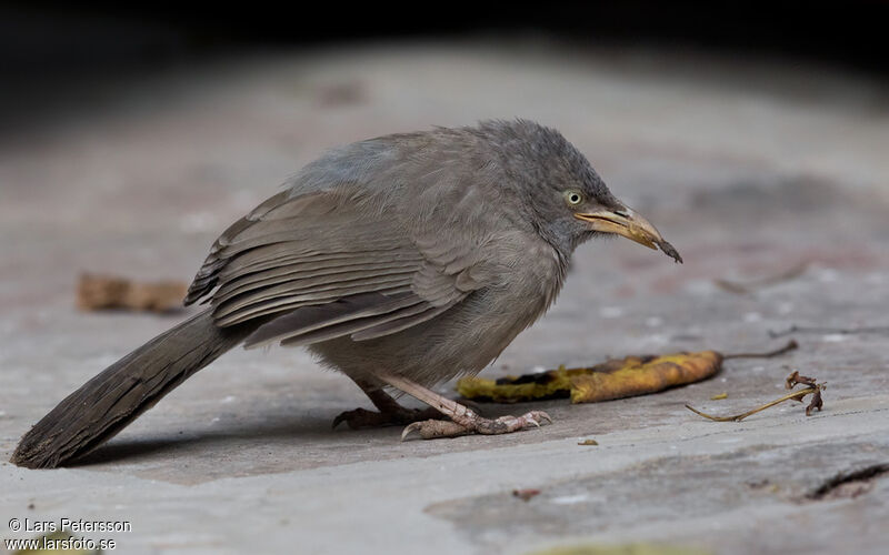 Jungle Babbler