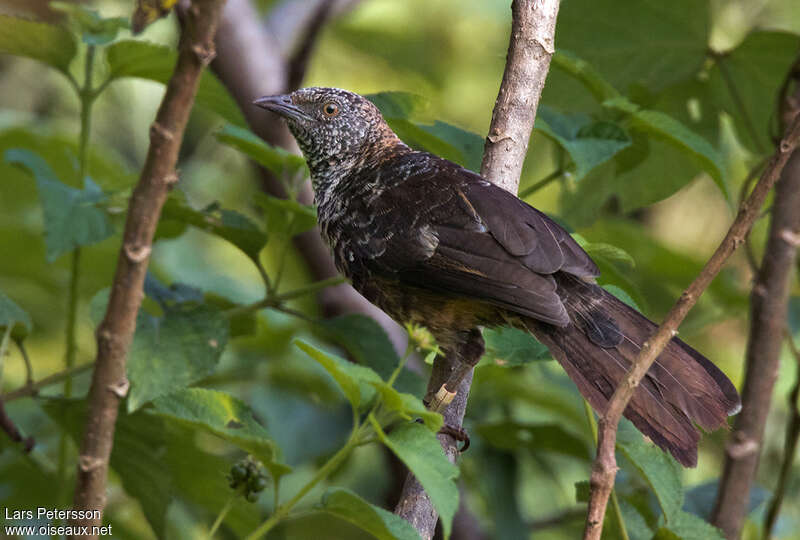 Hinde's Babblerimmature, moulting, pigmentation