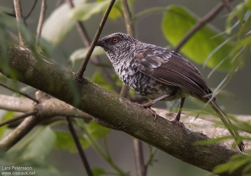 Cratérope de Hindeadulte, identification