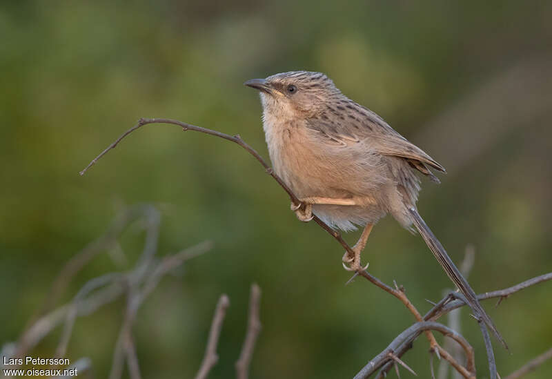 Common Babblerimmature