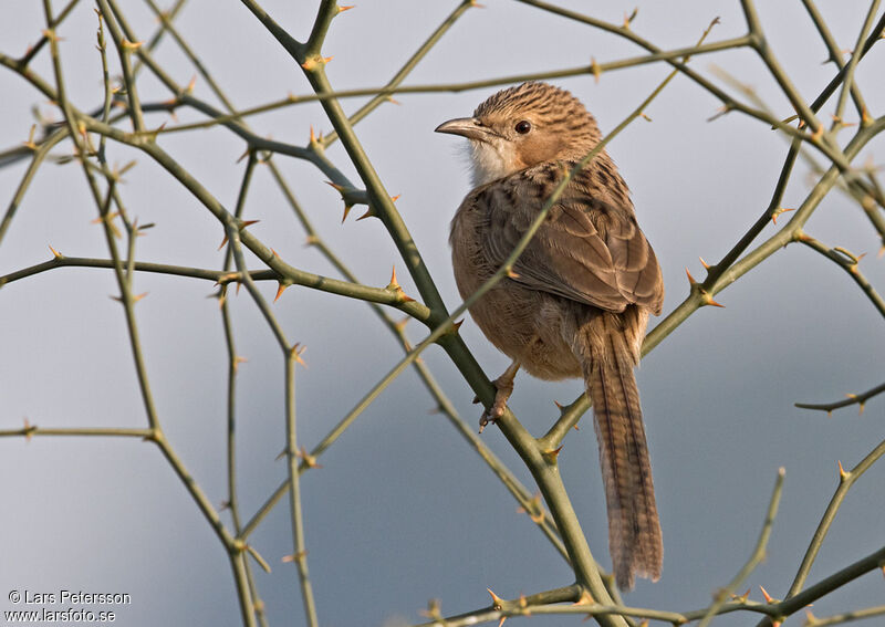 Common Babbler