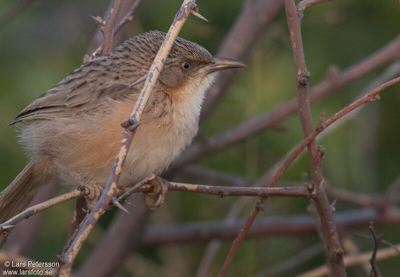 Common Babbler