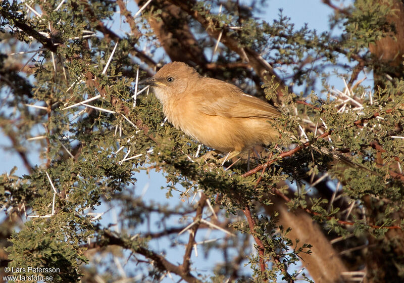 Fulvous Babbler